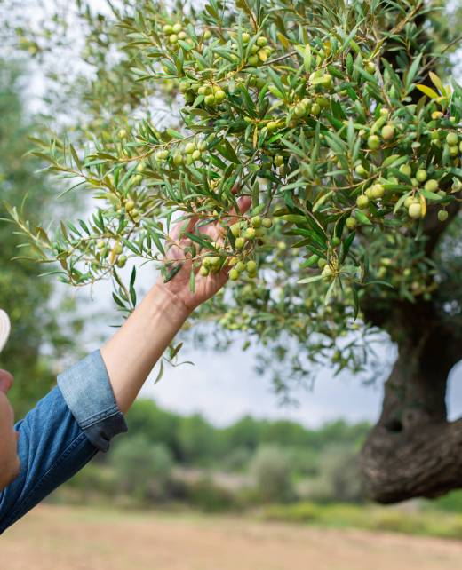 Man, farmer, worker checking olive tree during harvesting season in countryside