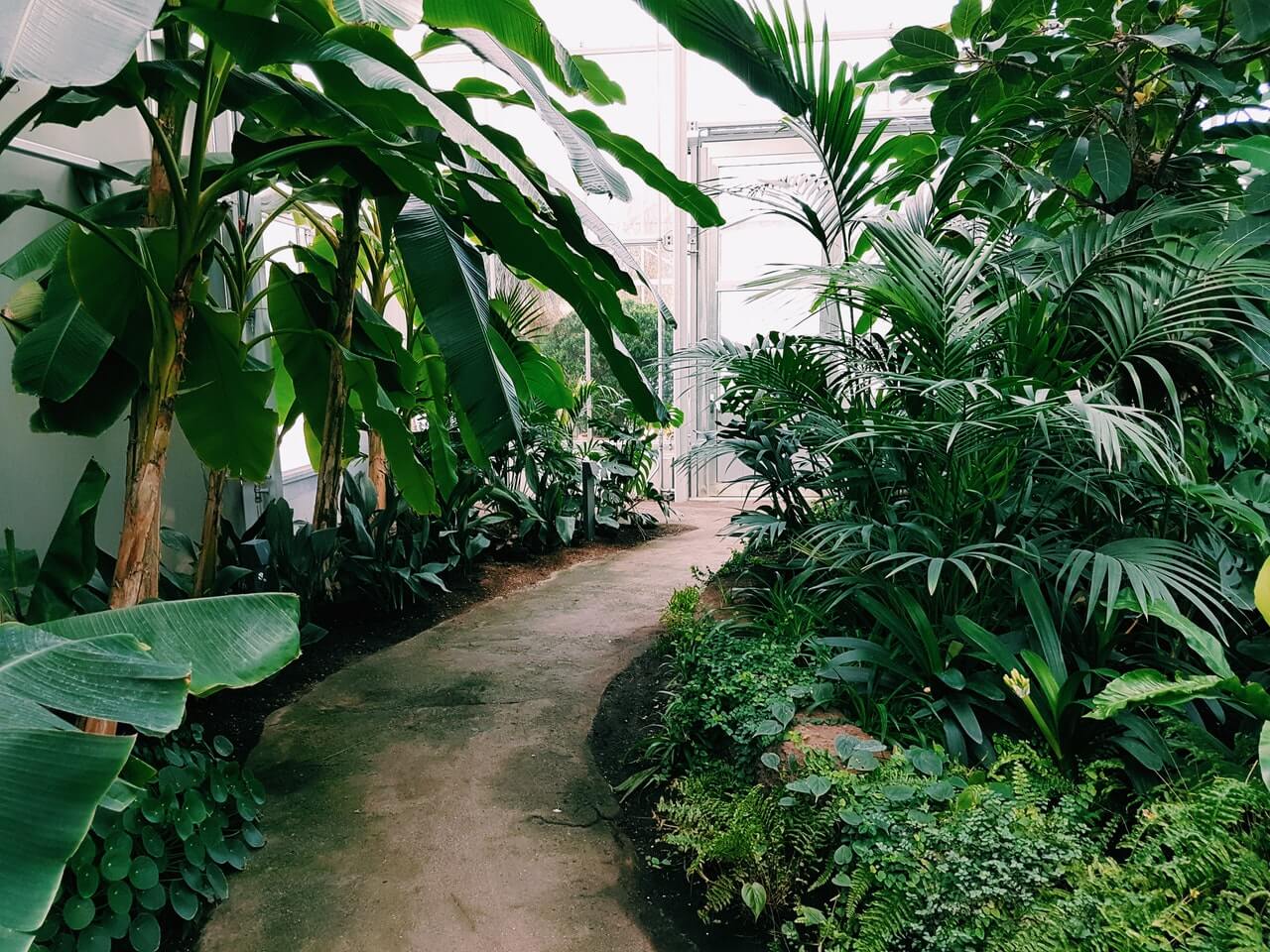 photography-of-pathway-surrounded-by-plants.jpg