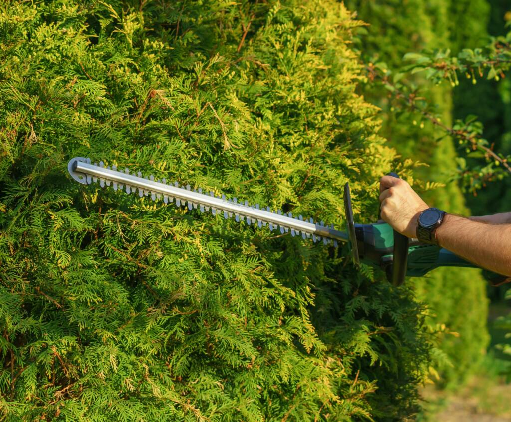 Entretenir une haie, ce n’est pas seulement une question d’esthétique. C’est aussi préserver la santé des végétaux, garantir leur croissance équilibrée, et assurer la propreté de vos extérieurs.
Chez Camille Jardin, je réalise la taille de haie avec précision, dans le respect de la plante et des saisons, à Le Val, Brignoles et dans tout le centre Var (83).