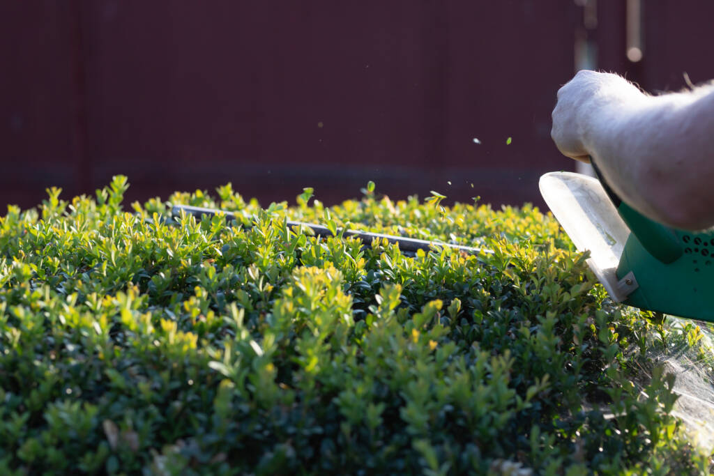 Entretenir une haie, ce n’est pas seulement une question d’esthétique. C’est aussi préserver la santé des végétaux, garantir leur croissance équilibrée, et assurer la propreté de vos extérieurs.
Chez Camille Jardin, je réalise la taille de haie avec précision, dans le respect de la plante et des saisons, à Le Val, Brignoles et dans tout le centre Var (83).